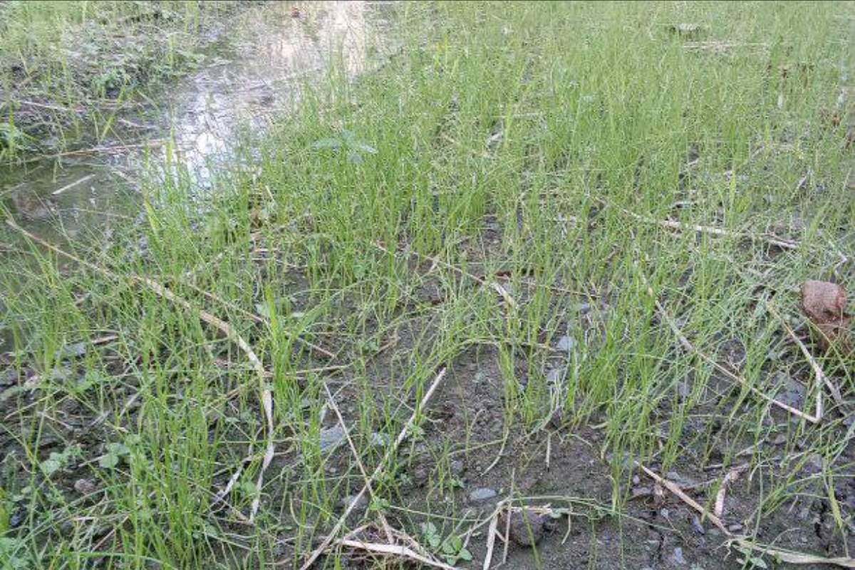 सागसब्जीका बेर्ना बेचेर सिजनमै २ लाख आम्दानी