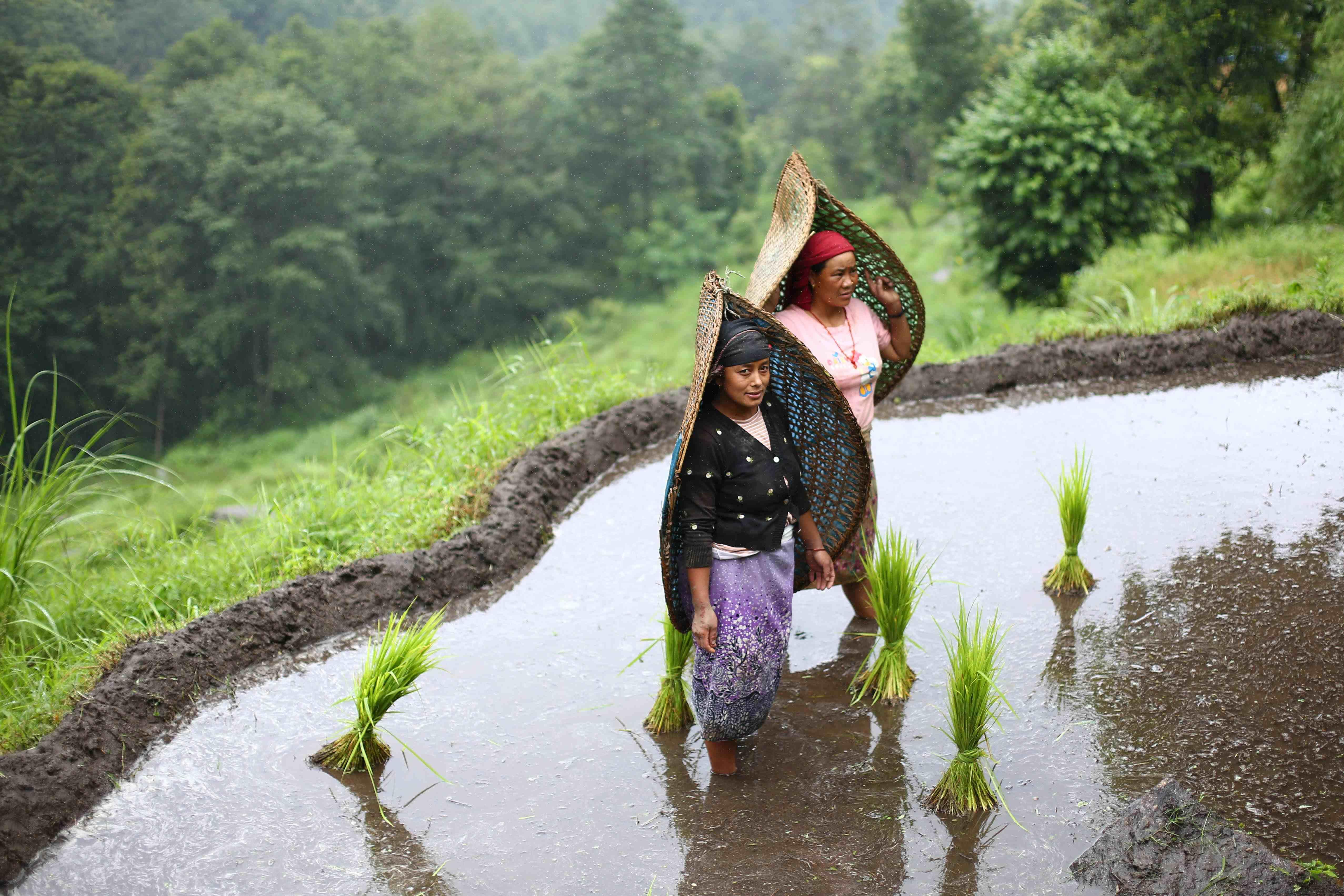 रोपाइँमा व्यस्त किसान