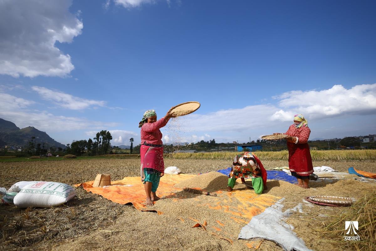 खोकनामा धान भित्राउन चटारो