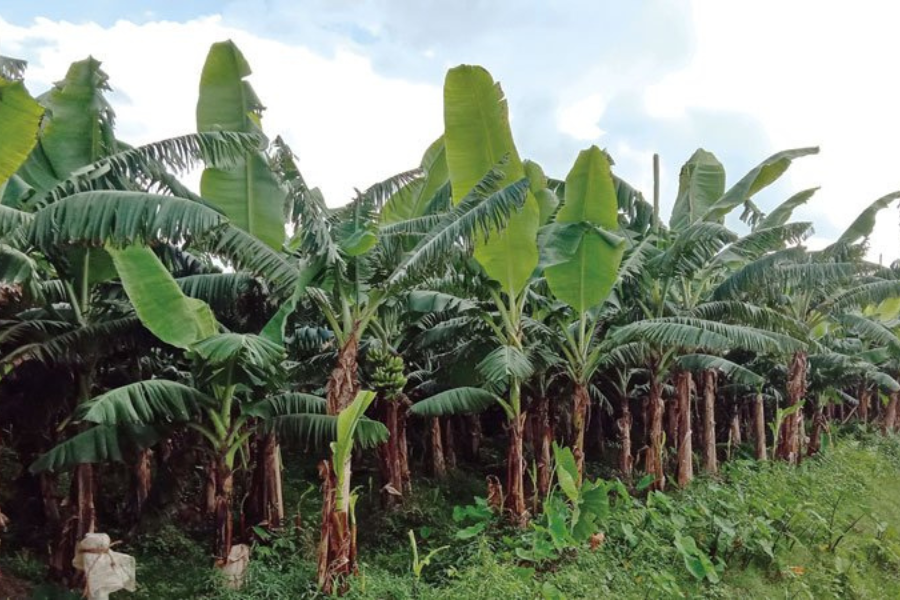 लागत कम र छिटो आम्दानी हुने भएपछि झापाका किसान केरा खेतीतर्फ