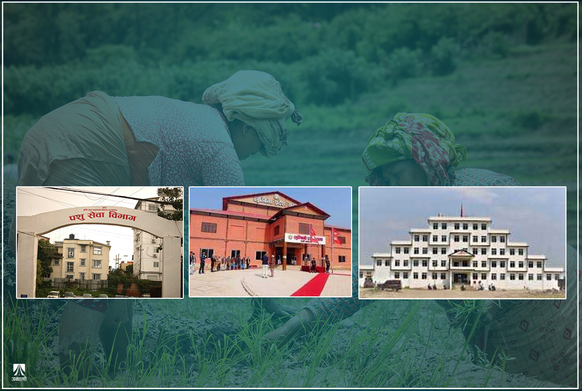 तीन तहका सरकार आएपछि टुट्यो पुरानो ‘चेन’, समन्वय नहुँदा सेवा अस्तव्यस्त