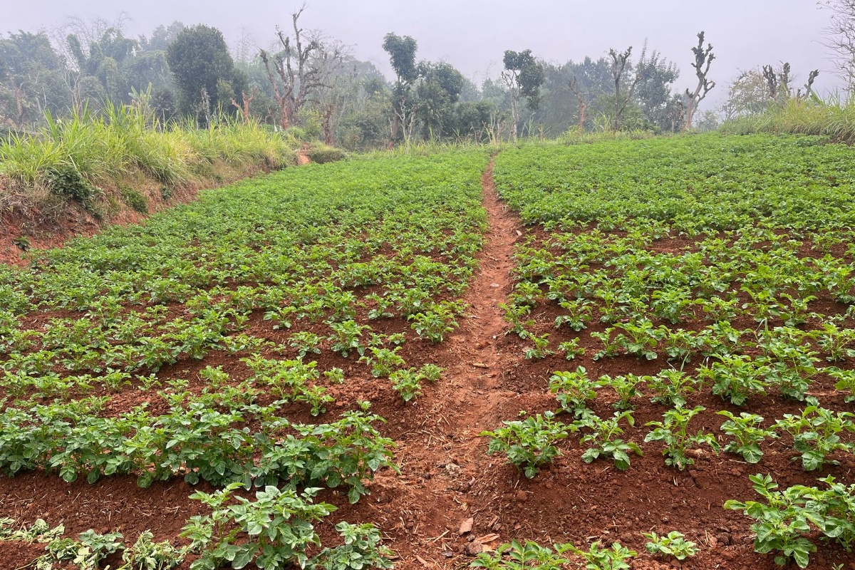 चापाकोटमा ४०० रोपनी जमिनमा सामूहिक आलुखेती