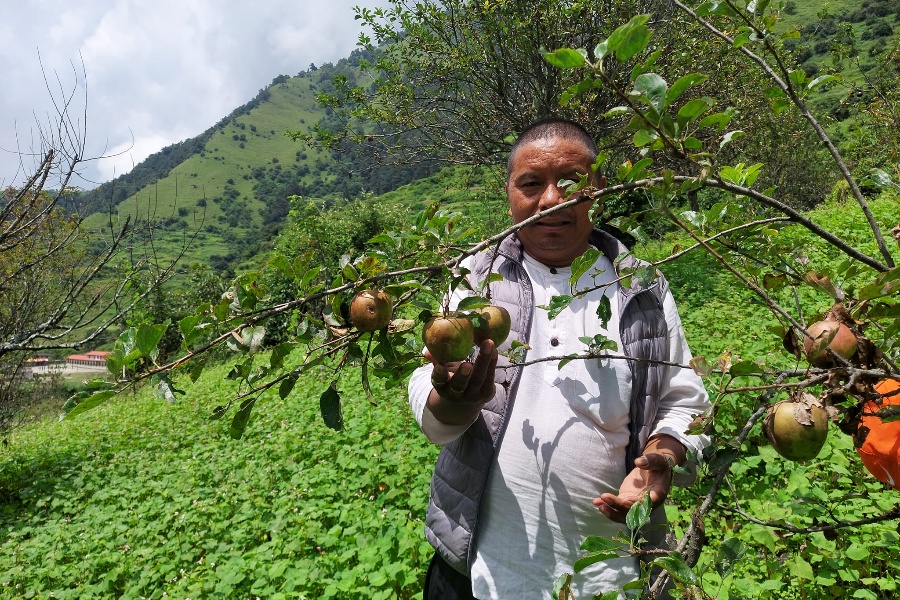 गुर्जामा स्याउखेतीको परीक्षण सफल, व्यावसायिक रूपमा खेती गर्ने योजना