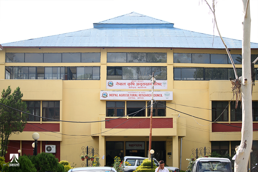 कृषि अनुसन्धान परिषद्‍मा बेथिति: राजनीति हुन्छ, अनुसन्धान हुँदैन