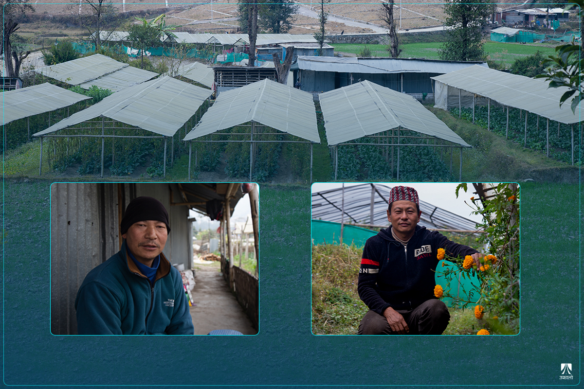 बजार छ तर धमाधम पेसा छाड्दैछन् काठमाडौँका किसान