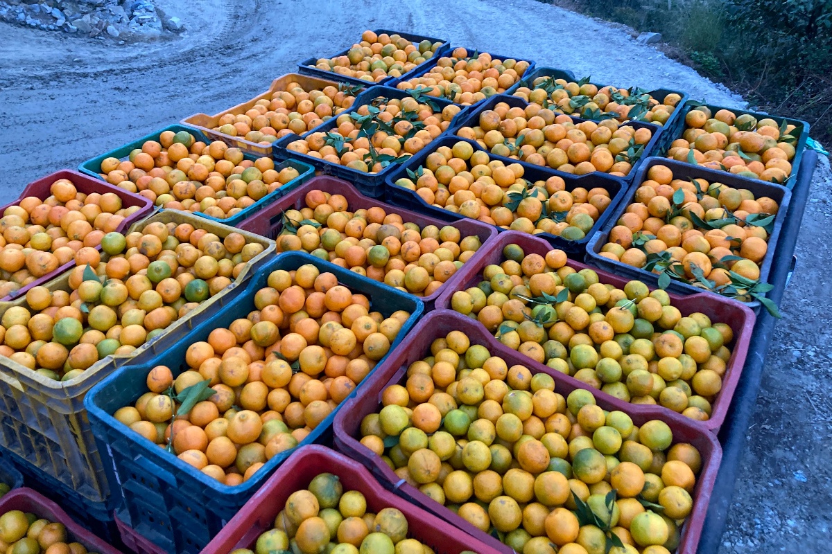 बगैँचाबाटै सुन्तला बिक्री भएपछि बागलुङका किसान उत्साहित