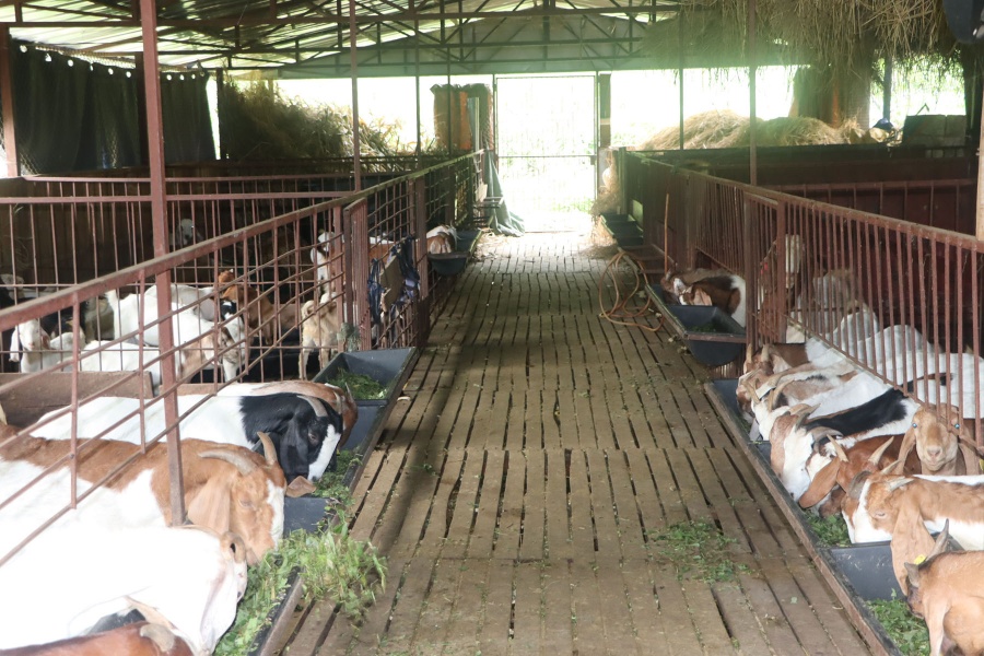 ८ वर्ष जापान बसेर फर्किएका रमेश: बाख्रापालनमा भविष्य खोज्दै