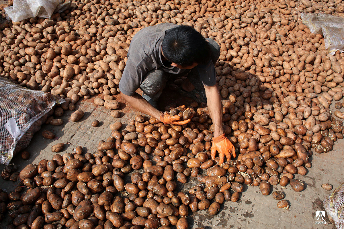 कुहियो लाखौँको आलु (तस्वीरसहित)