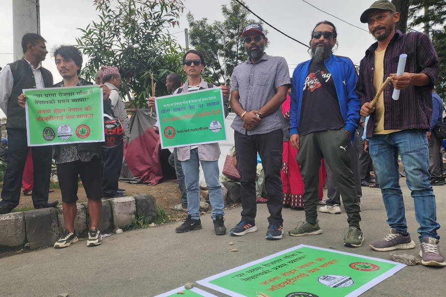 गाँजाको वैधता माग गर्दै व्यवसायी आन्दोलित