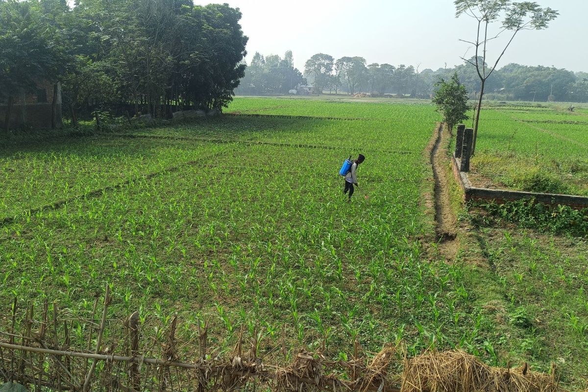 सुनसरीमा घट्दै गहुँखेती, बढ्दै मकैखेती