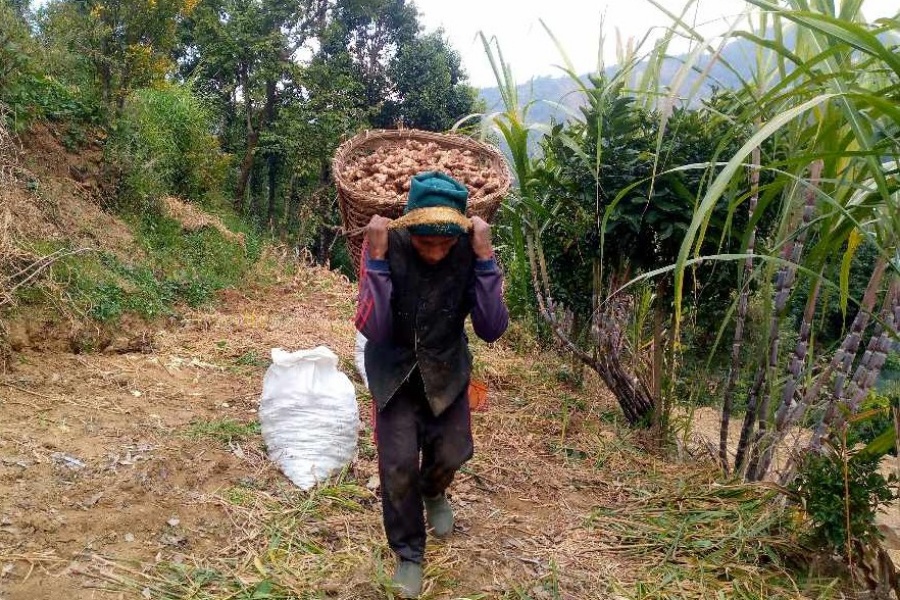 एउटै गाउँबाट ६ करोडभन्दा बढीको अदुवा बिक्री