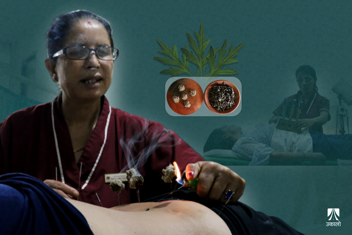 तितेपातीबाट बन्छ अकुपङ्चर थेरापीमा प्रयोग हुने मोक्जा (भिडियो कथा)