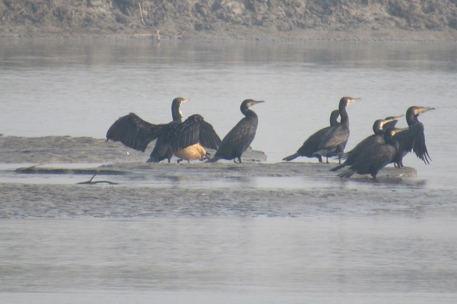 कोशी टप्पुमा घट्यो चराको संख्या