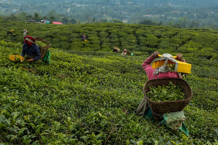 चिया निकासीमा देखिएको अवरोध हटाउन आग्रह