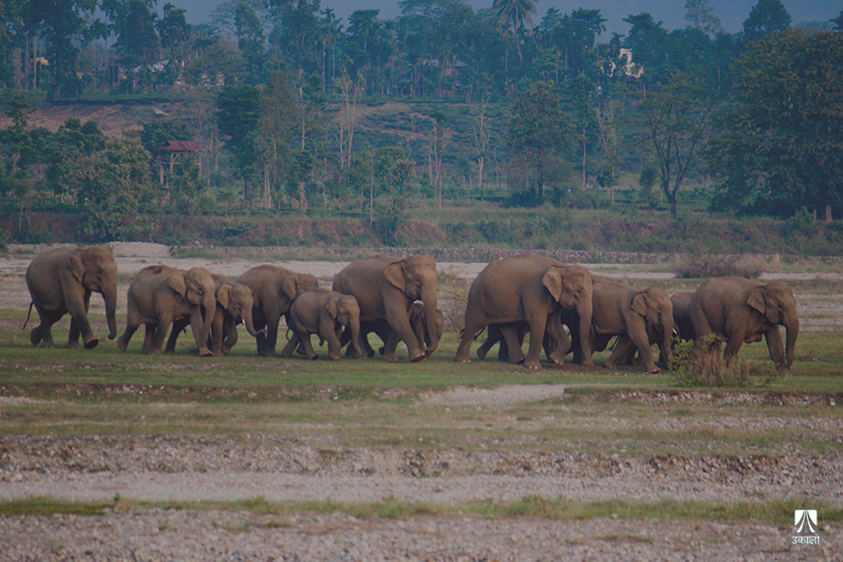 सोलार फेन्सिङ बिग्रिएसँगै हुल बाँधेर आउन थाले बाहुनडाँगीमा हात्ती