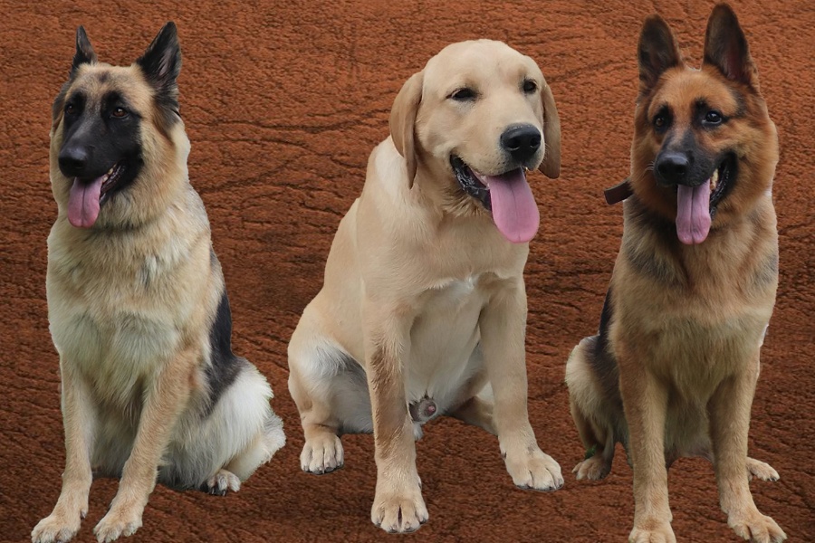 नाै वर्षसम्म प्रहरी सेवामा रहेका शेरे, टाइगर र जाेनले पाए अवकाश