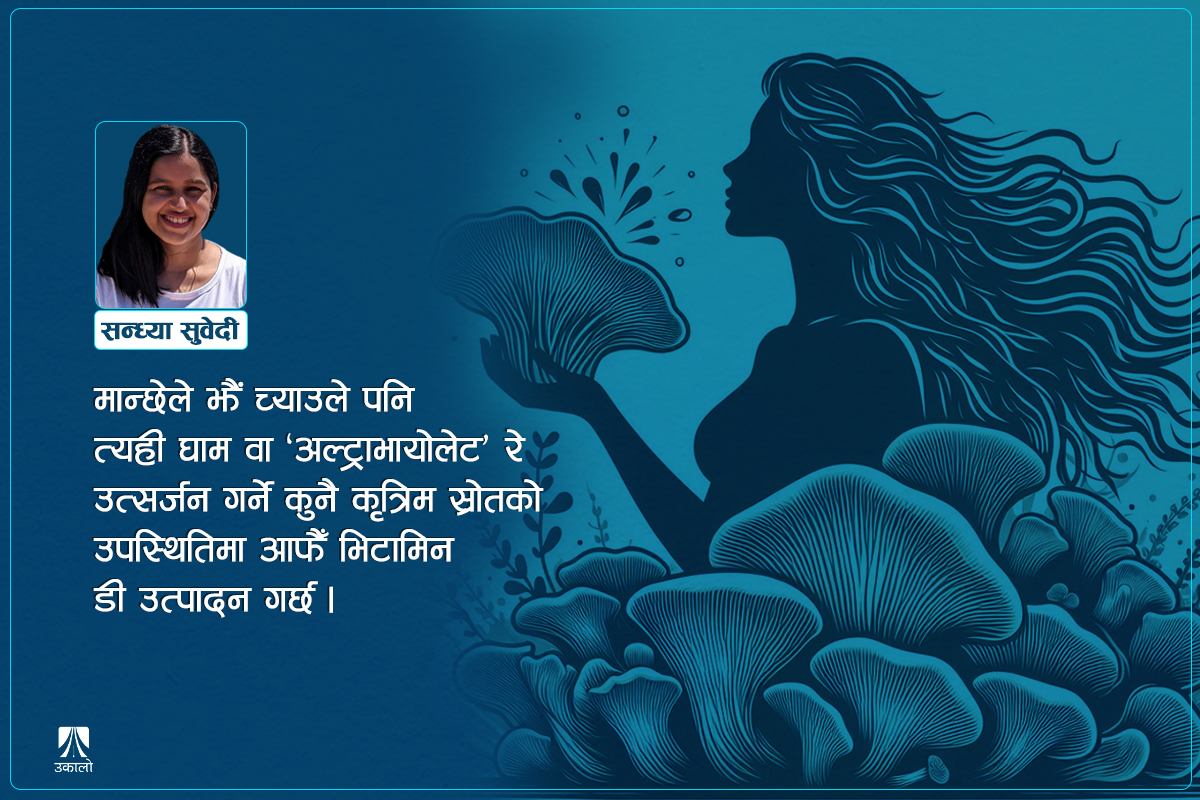‘मान्छेजस्तै च्याउ’: भिटामिन डीका लागि खोजी खोजी खाऊँ