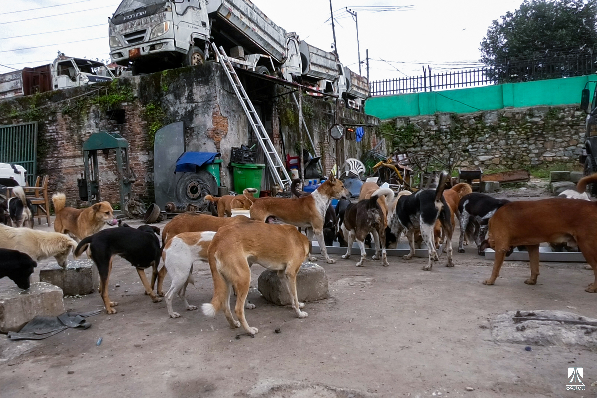 काठमाडौँका सामुदायिक कुकुरको आहारा : फोहोर र पशुसेवकहरूको भर (भिडियो कथा)