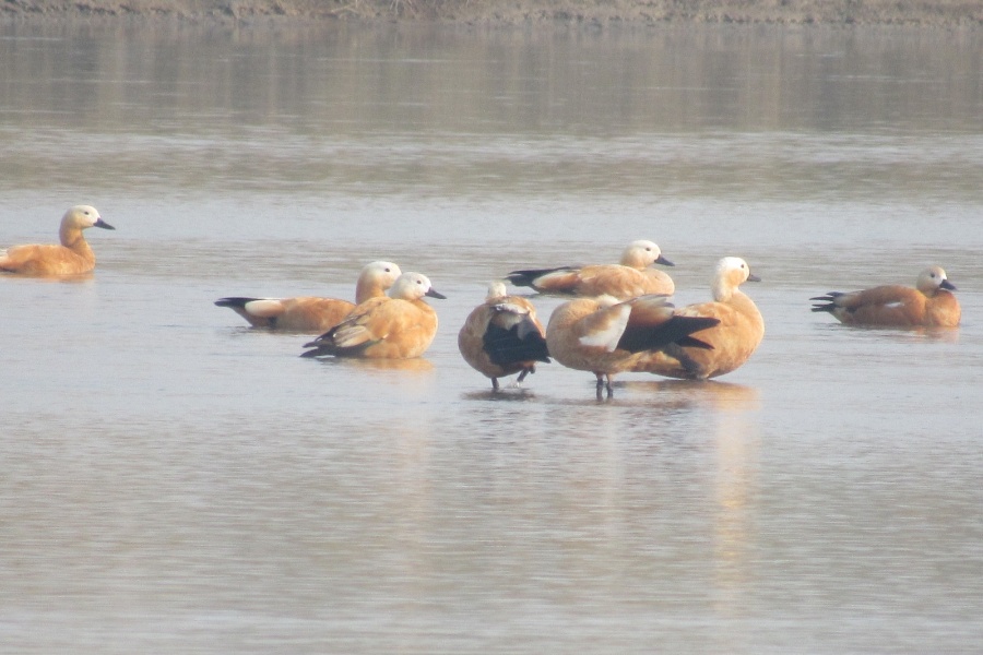 जाडो छल्न नेपाल आइपुगे पर्यटक चरा