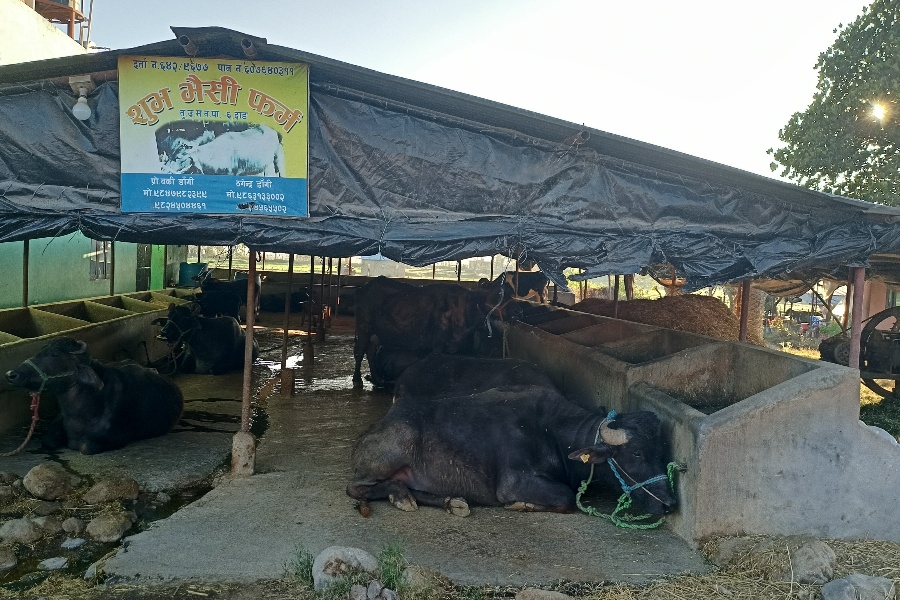 भैँसीपालनबाट वार्षिक ७ लाख आम्दानी, २ जनालाई रोजगारी