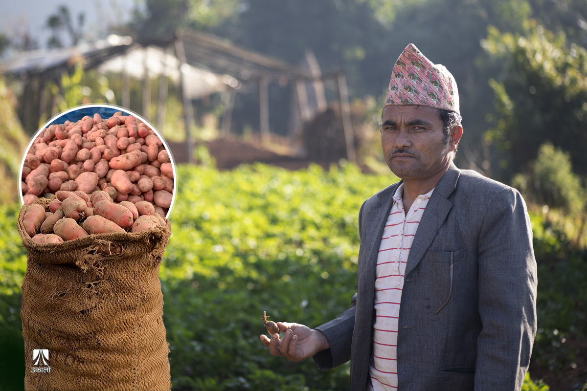 माटोमा फलाएको आलु माटोमै गाड्नुपर्ने बाध्यतामा किसान