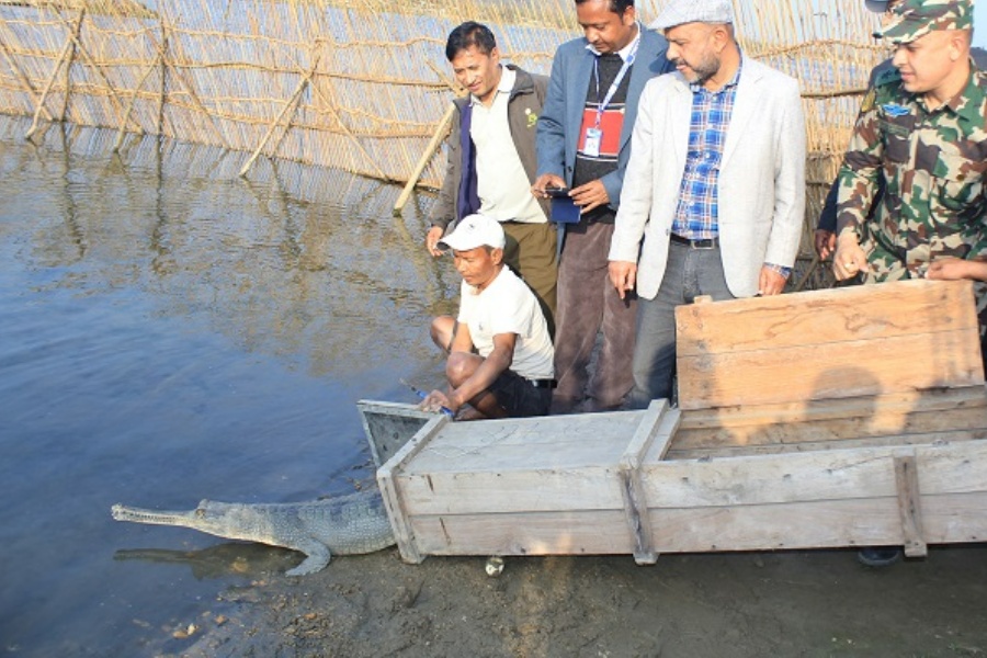 नदीमा छाडियो प्रजनन केन्द्रमा हुर्किएका २० गोही 