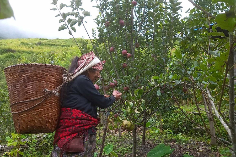 तिप्लिङको स्याउले बजार पाएन, चिस्यानकेन्द्र नहुँदा कुहिएर जाने चिन्ता