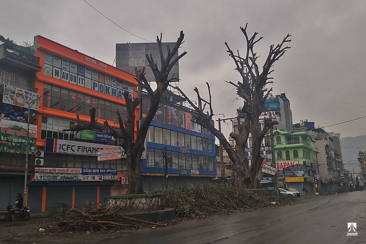 पोखरामा चौतारोका हाँगा छिमल्दा किन भइरहेको छ विरोध?