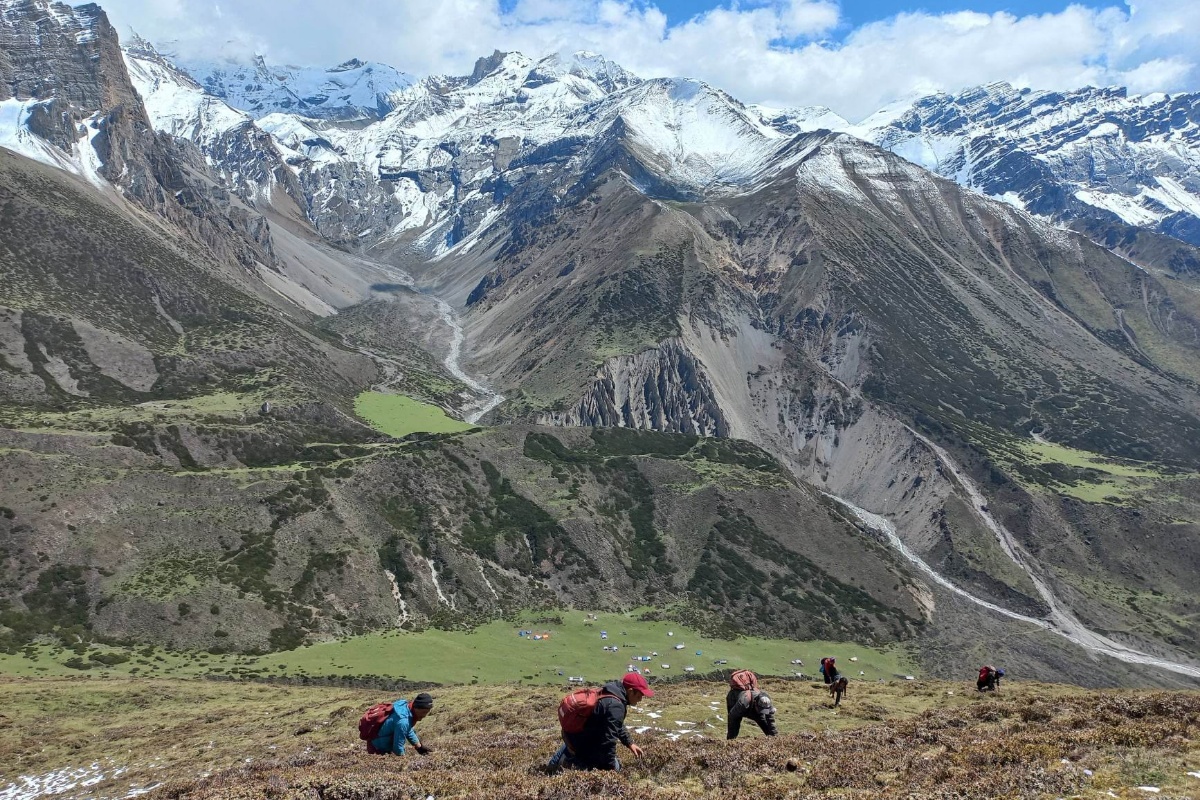 छेकम्पारका बासिन्दा यार्सागुम्बा संकलन गर्न छेके र बाजु लेकतिर