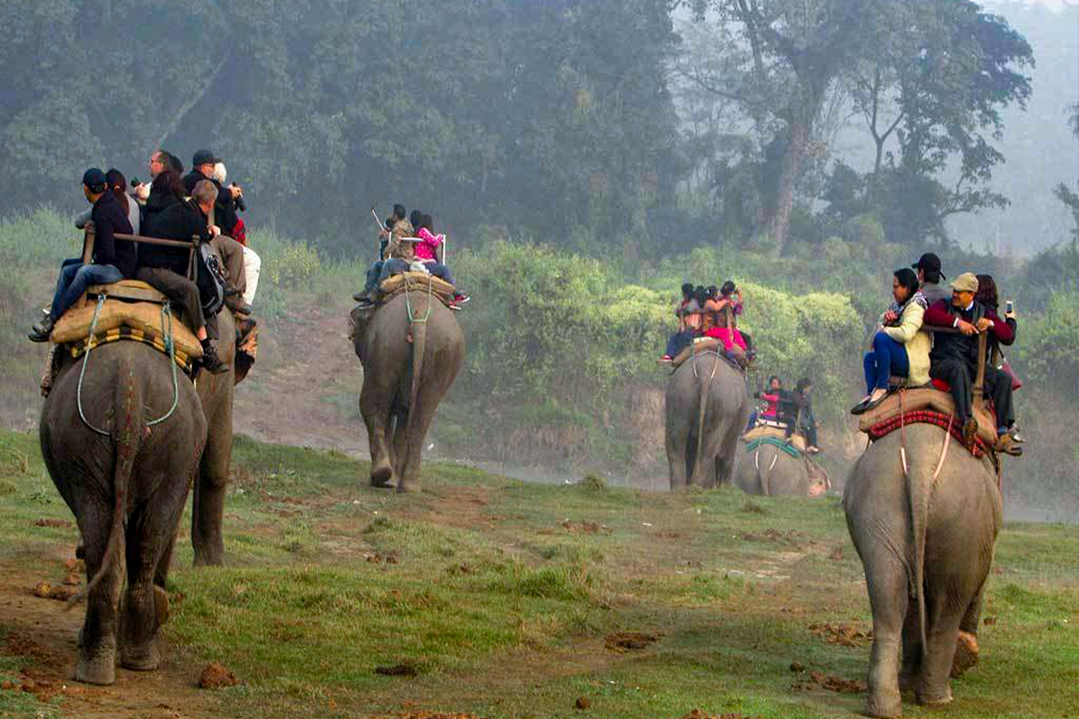 वन्यजन्तु पर्यटनका ६ दशकः विदेशीमाथिको निर्भरता बदलिँदै, आन्तरिक पर्यटकको दबदबा  