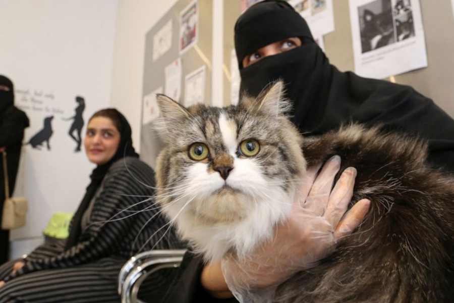 कुवेतमा कुकुर–बिरालोका कारण सम्बन्ध विच्छेद गर्ने बढ्दै