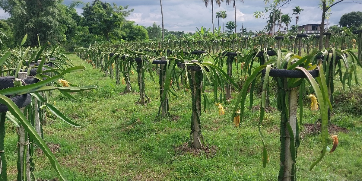 ड्रागन फ्रुटखेतीमा इलामका किसानको आकर्षण