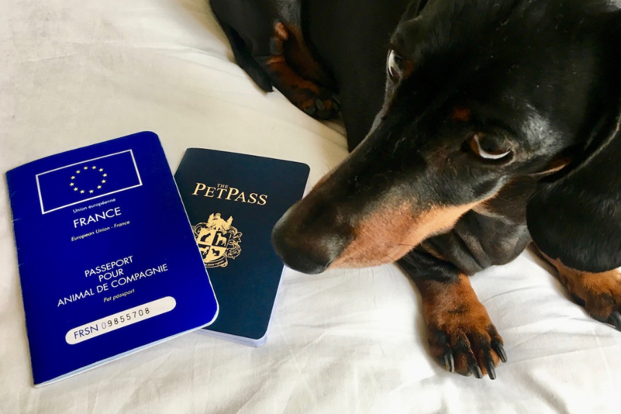 पासपोर्ट नभएका कुकुर सडकमा डुलाउन मनाही