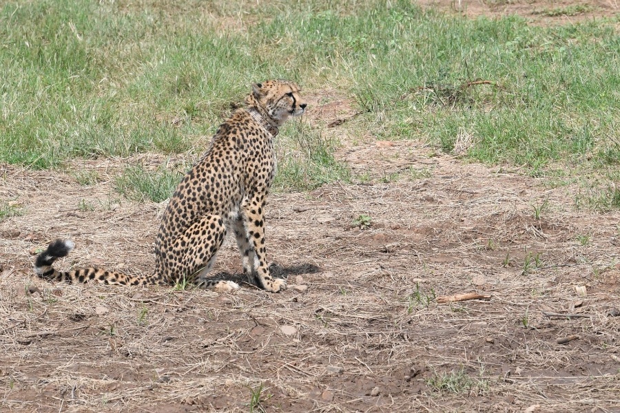 सात दशकपछि भारतमा चितुवाको आगमन