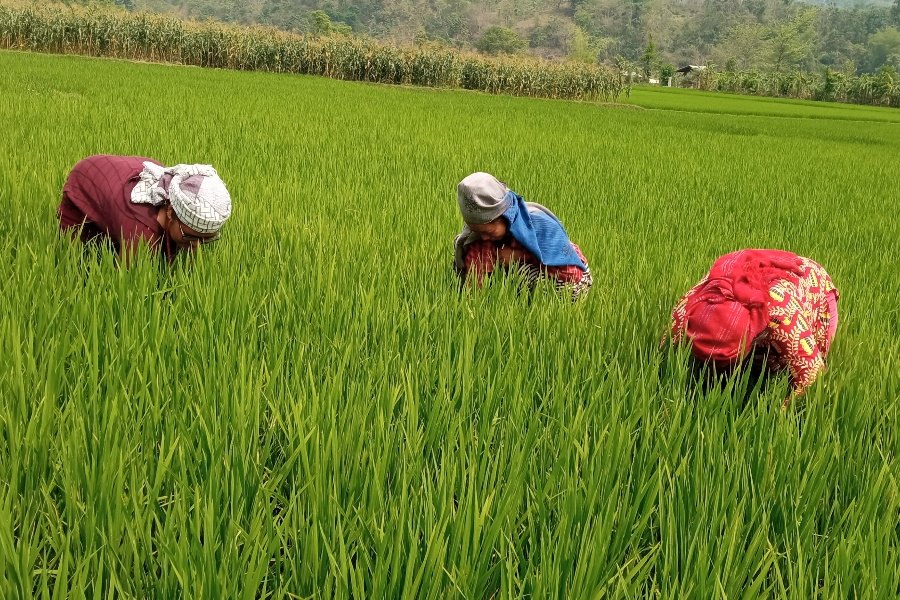 पाल्पामा चैतेधान खेती गर्न छाड्दै किसान