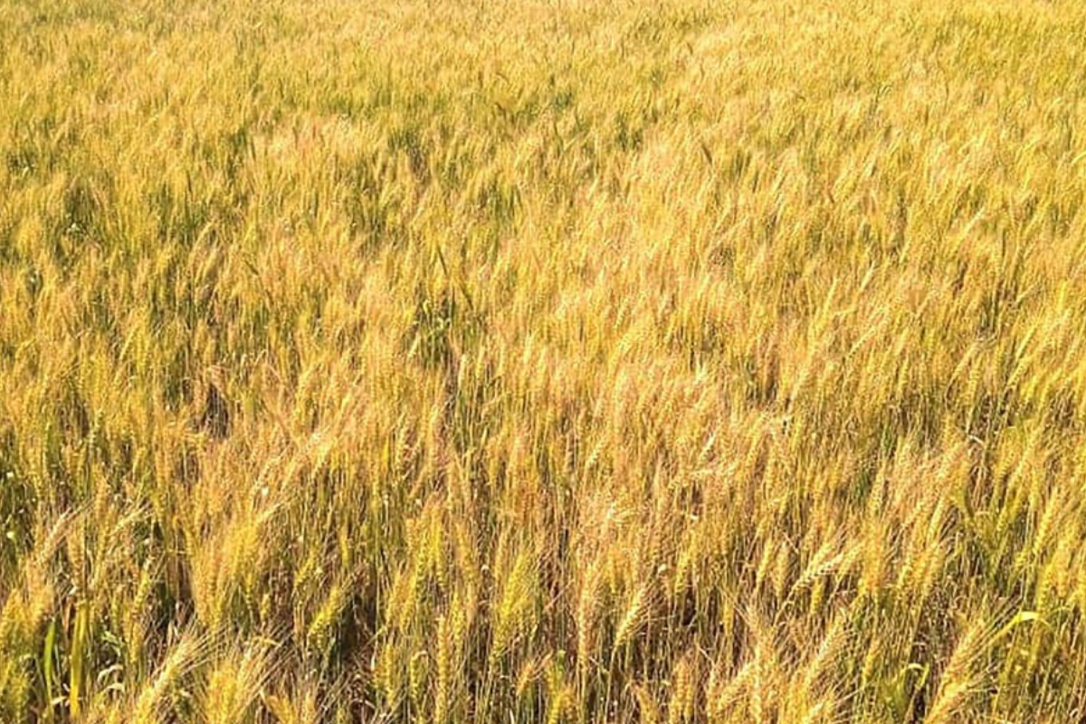 कैलालीमा घट्यो गहुँ उत्पादन