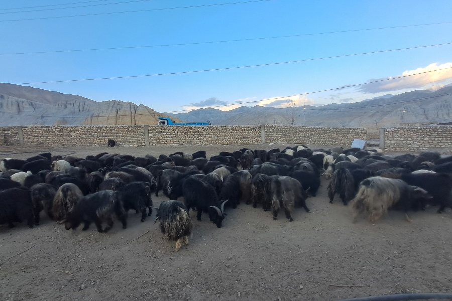  मुस्ताङको च्यांग्रा फार्म: नश्ल सुधारका साथै अनुसन्धानस्थल बन्दै