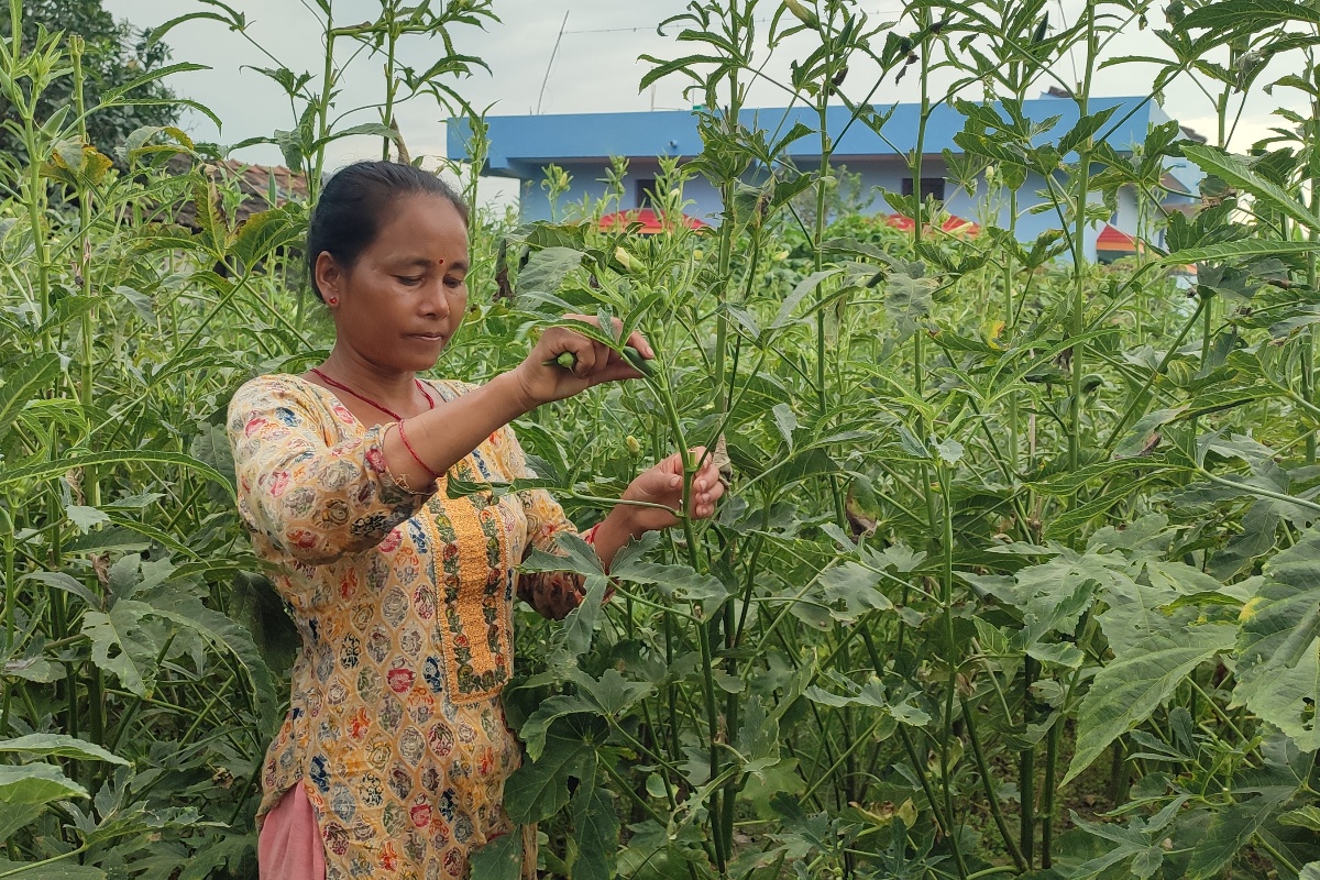 तरकारीखेती गरेर छोराछोरीलाई डाक्टर र इन्जिनियर पढाउँदै उर्मिला

