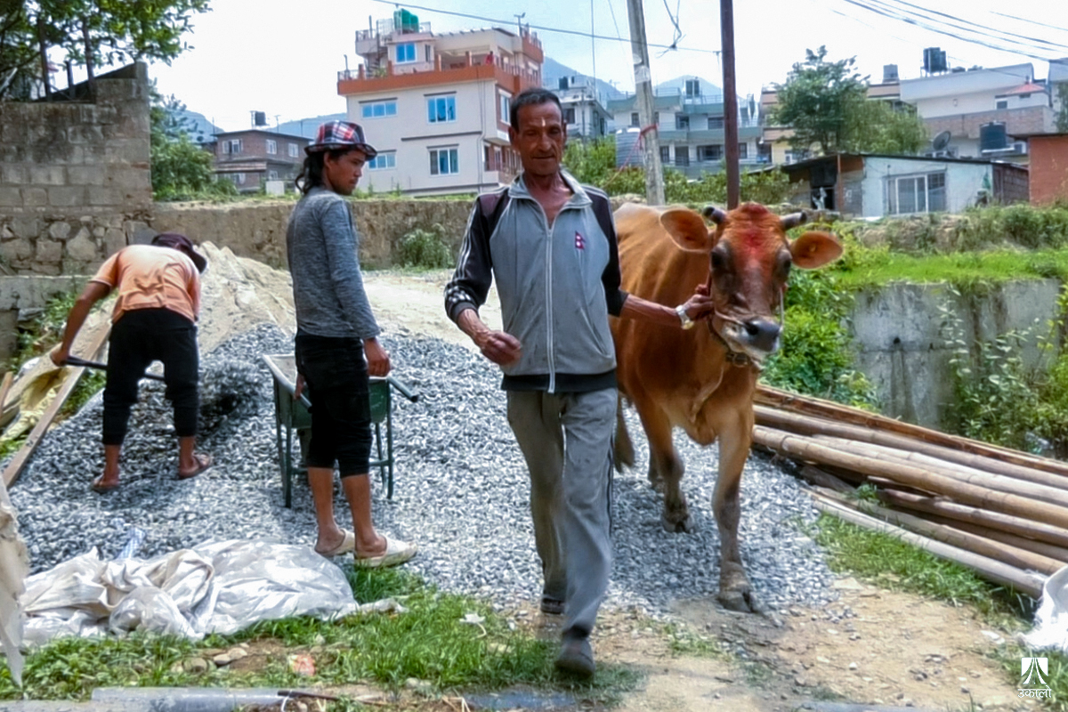 शहरमा गाईपालक कृषक, सघाउँदै ललितपुरको वडा कार्यालय (भिडियो कथा)