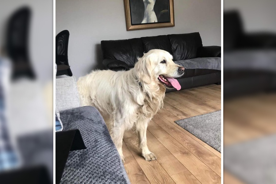 हराएको २७ दिनमा ६४ किलोमिटर पार गरेर पुरानै मालिककहाँ आइपुग्यो कुकुर