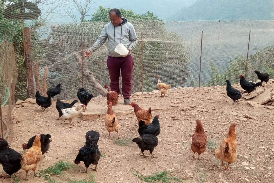 भारतीय सेनाबाट फर्किएर कुखुरा र कालिजपालन