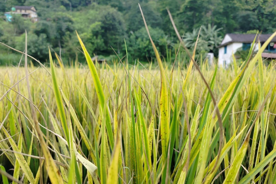 पसाउने बेलाको धानमा ‘मेली बग’को समस्या 