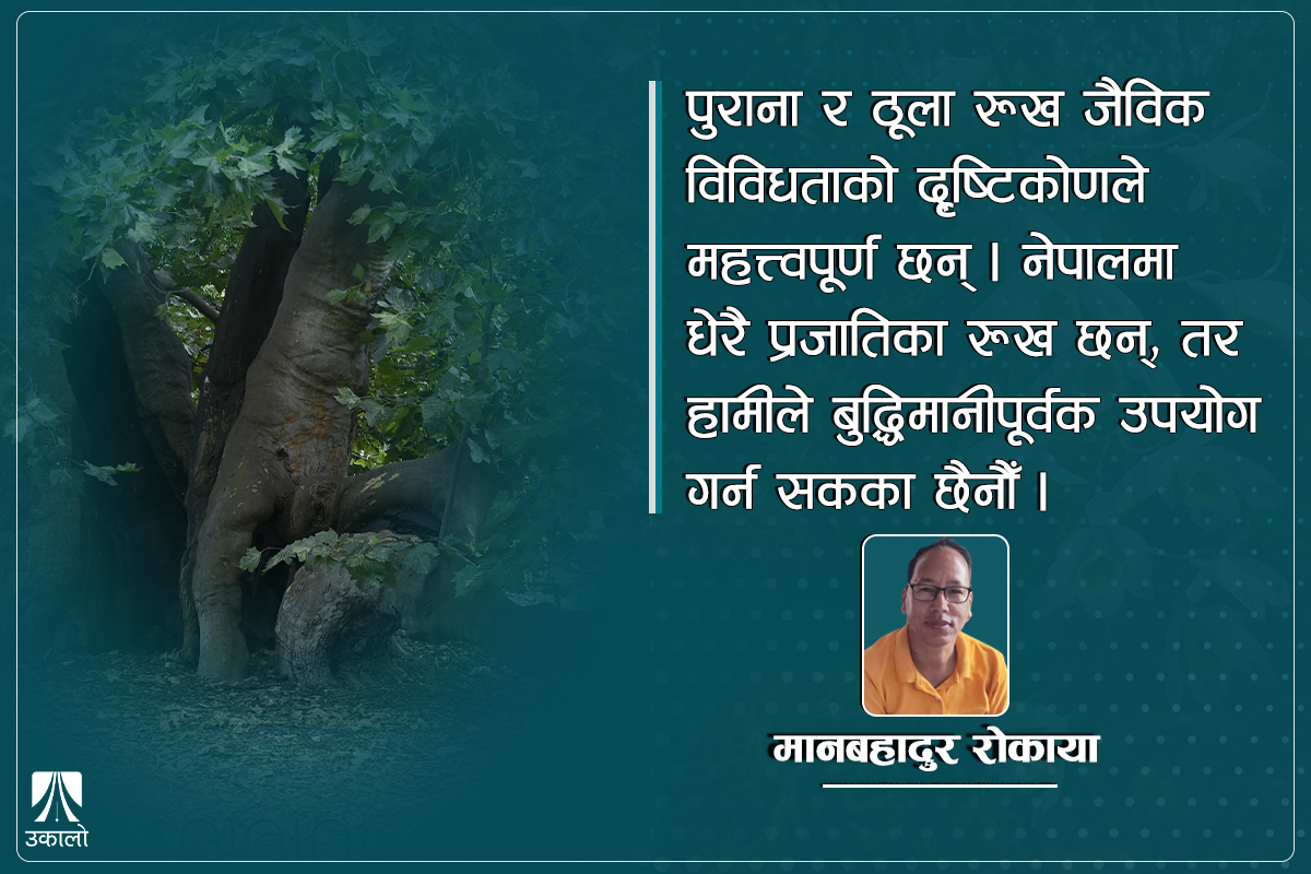 इतिहास र सभ्यता बोकेर उभिन्छन् रूख