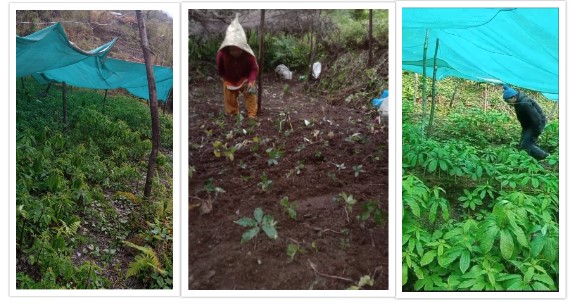 विदेशबाट फर्किएर जडीबुटी खेतीमा जम्दै लुद्रबहादुर पुर्जा