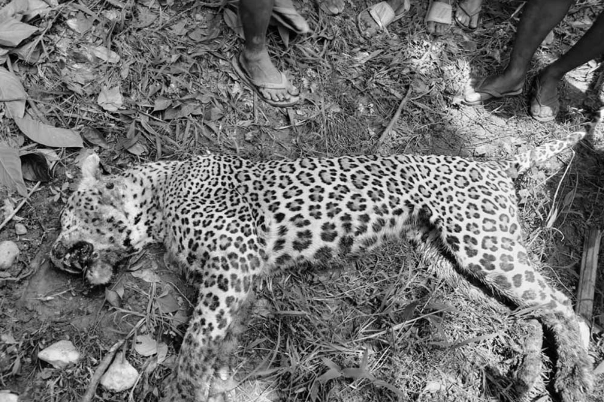 पर्वतमा १ वर्षमा ७ चितुवा मृत भेटिए