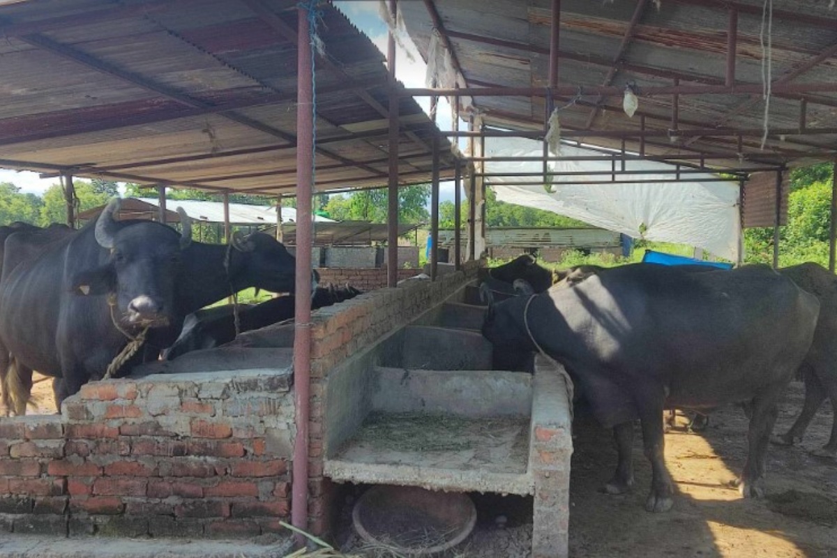 दूध बेचेर मासिक लाख कमाउँछन् दाङका रवि