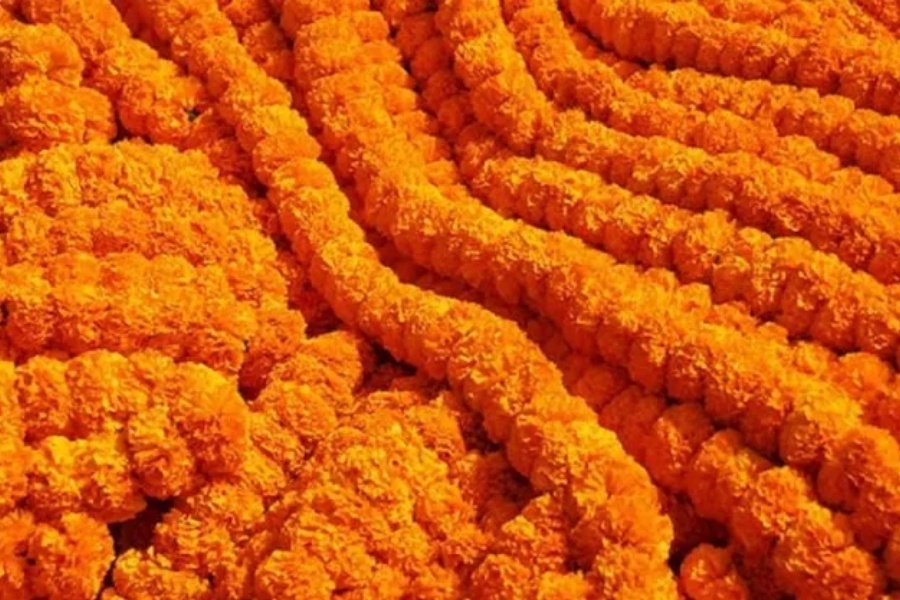 शीतगृहमा राखिएको एक करोड रुपैयाँ भन्दा बढीको फूल नष्ट