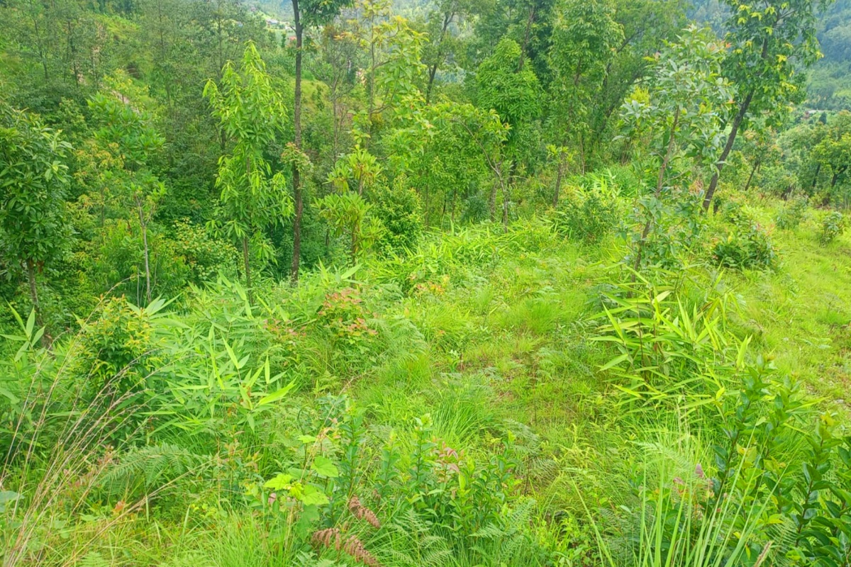 बागलुङको ३०० रोपनी सामुदायिक वनमा निगुरो र अम्रिसोखेती