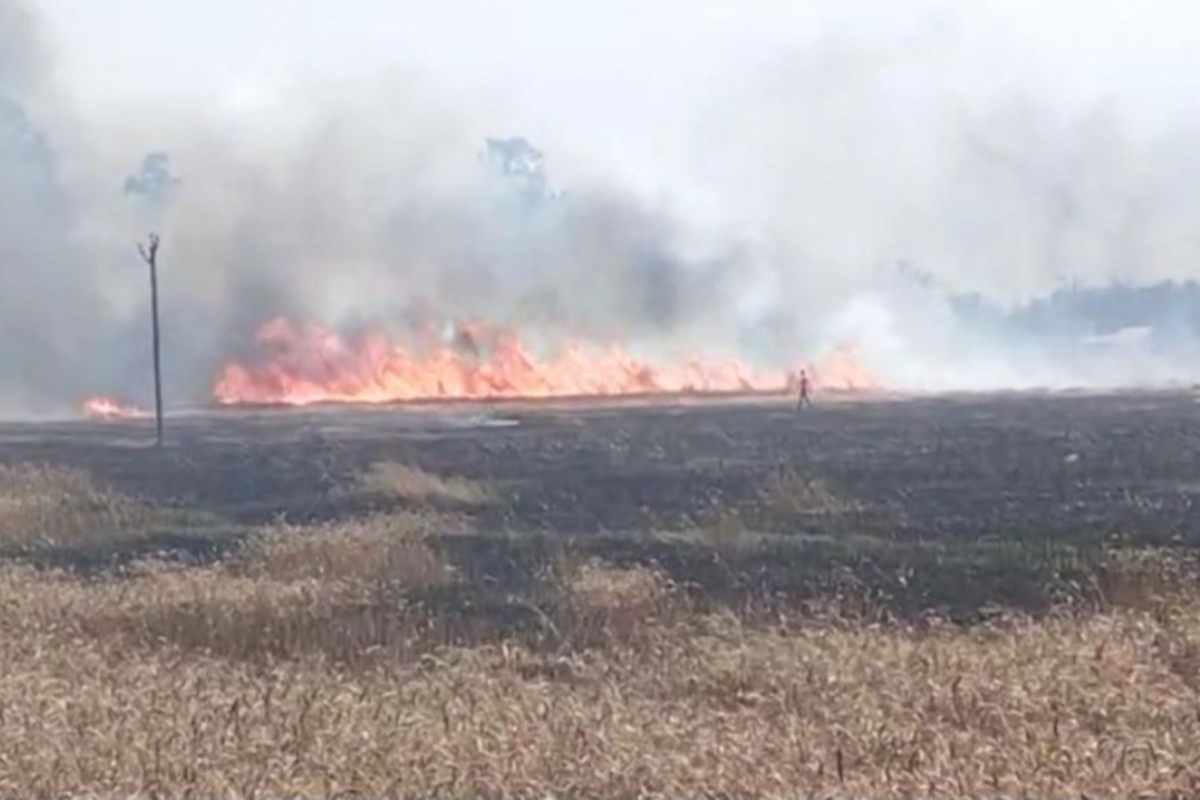 किसान भन्छन्– आगोले गहुँबाली खायो, अब हामीले के खाने!