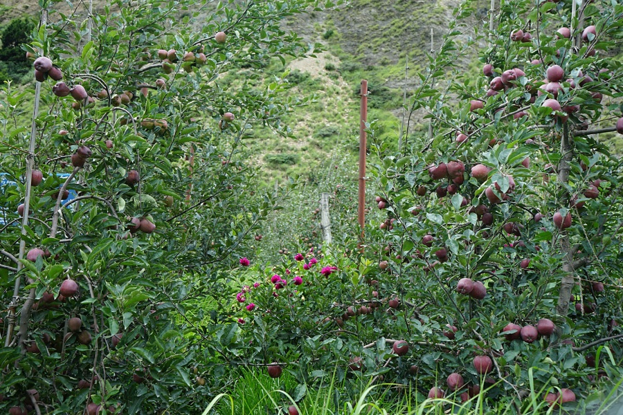 कालीकोटका किसान प्रतिकिलो ५० रुपैयाँमा स्याउ बेच्दै